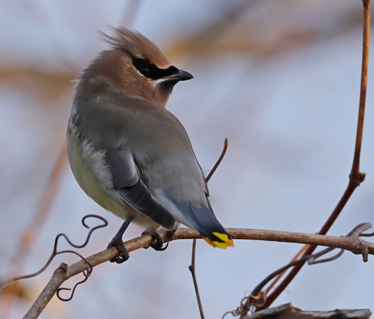 Cedar Waxwing - ML645544804