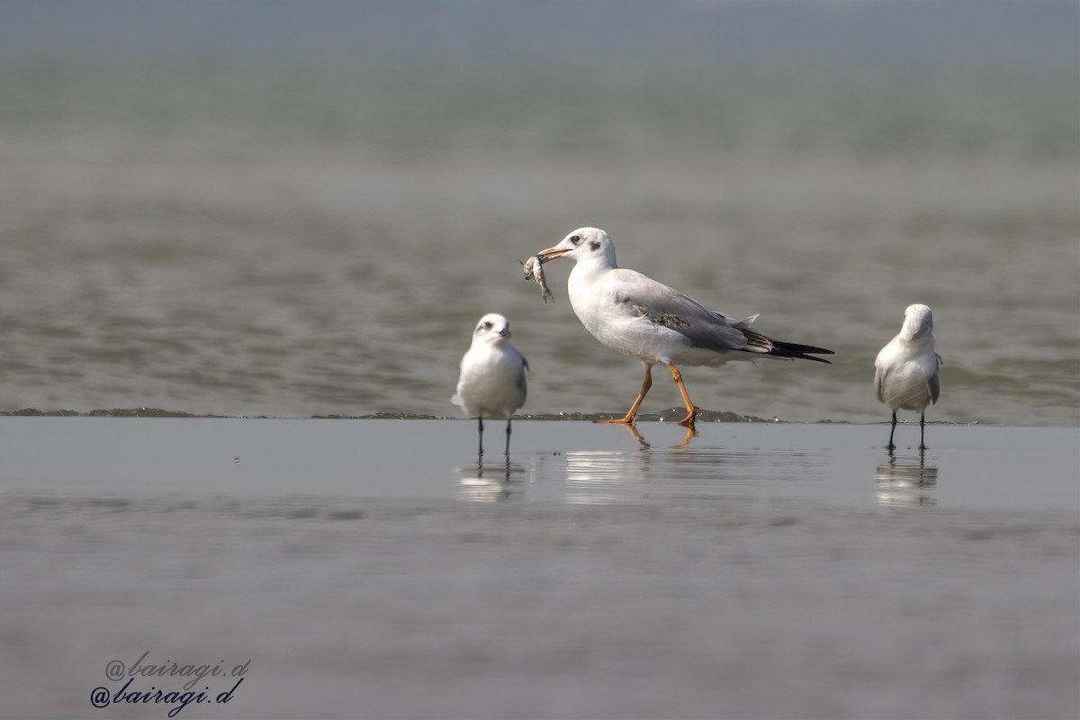 racek hnědohlavý - ML645544808