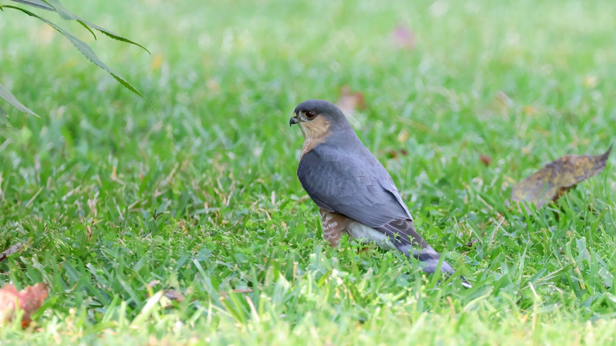 Sharp-shinned Hawk - ML645544816