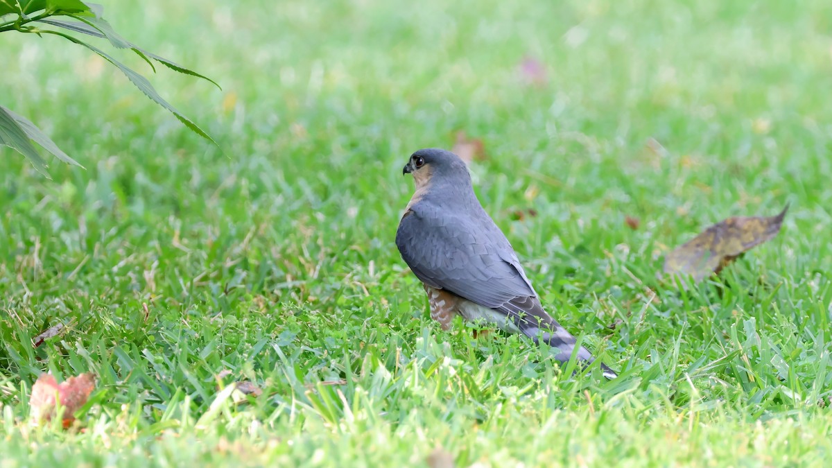 Sharp-shinned Hawk - ML645544817