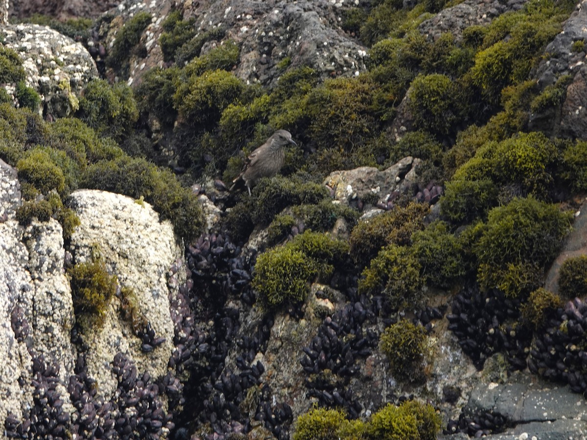 Felsuferwipper - ML645544821