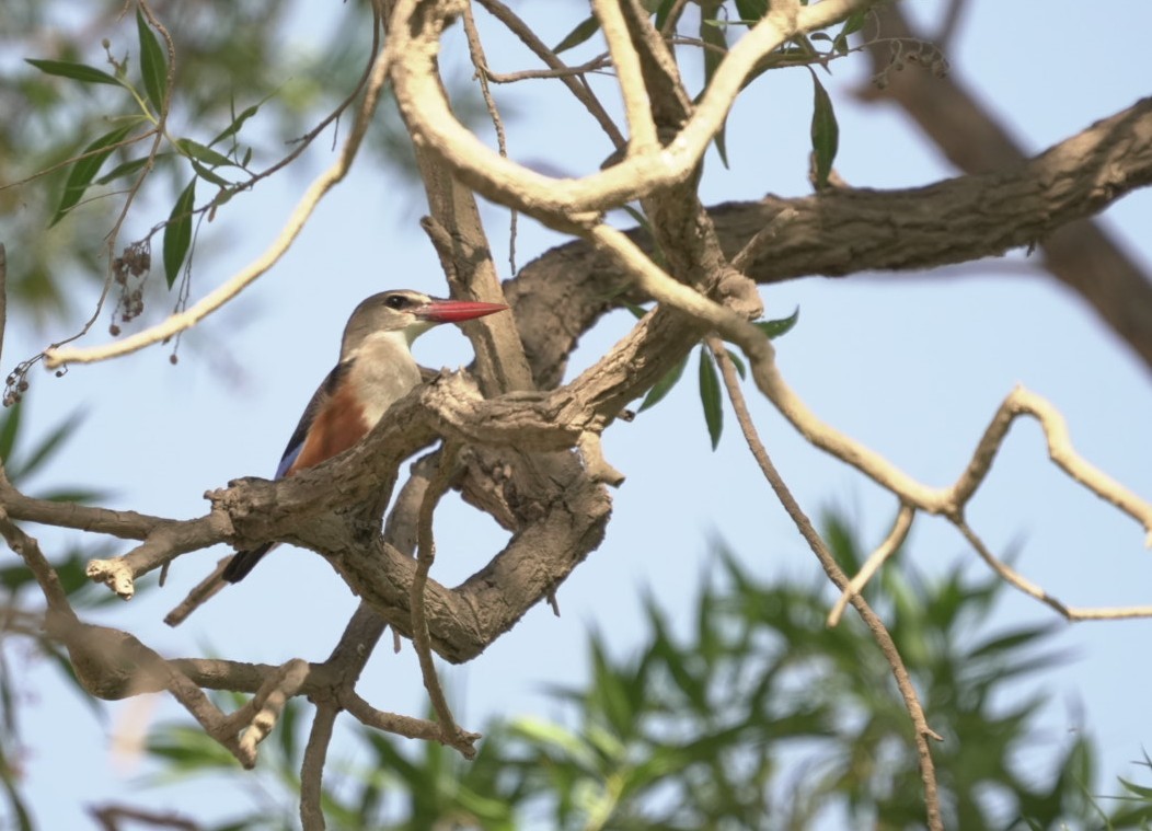 Martin-chasseur à tête grise - ML645544831
