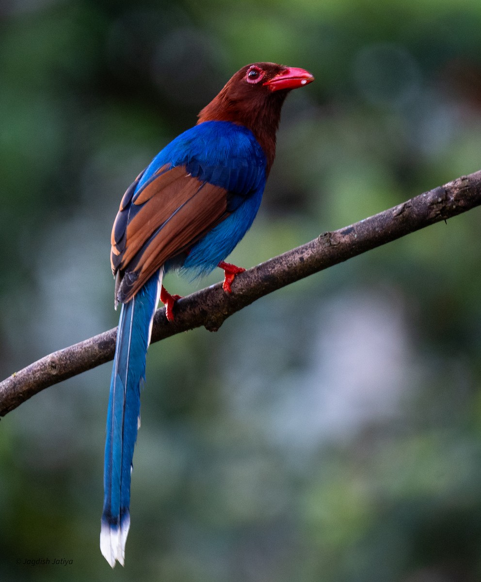 Pirolle de Ceylan - ML645544858