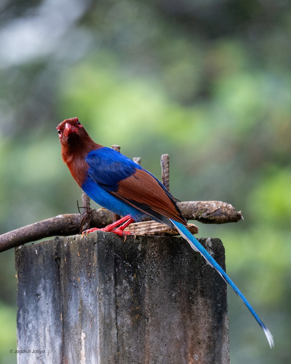 Pirolle de Ceylan - ML645544861