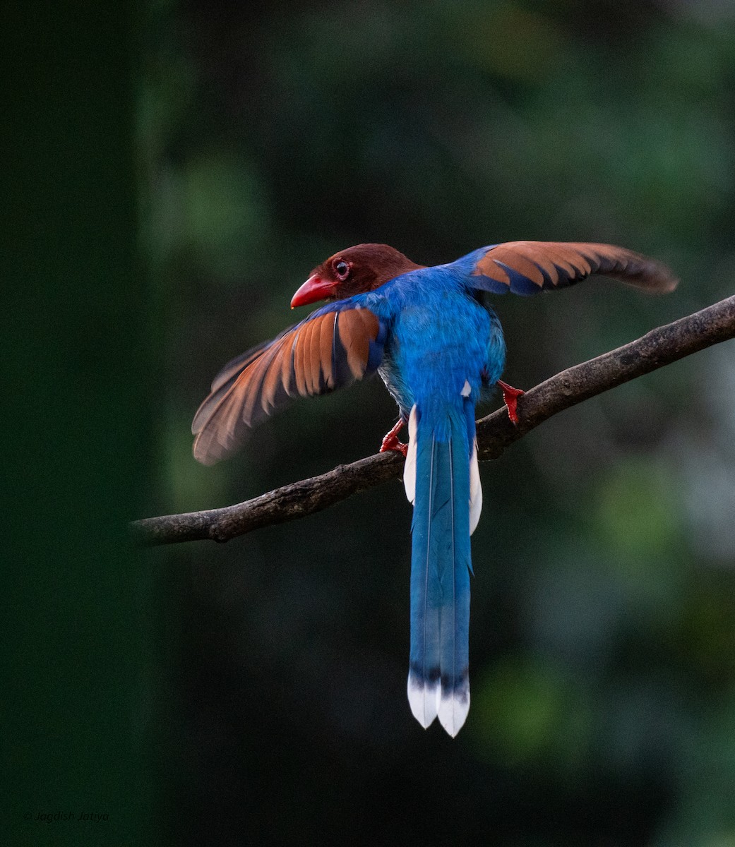 Pirolle de Ceylan - ML645544863