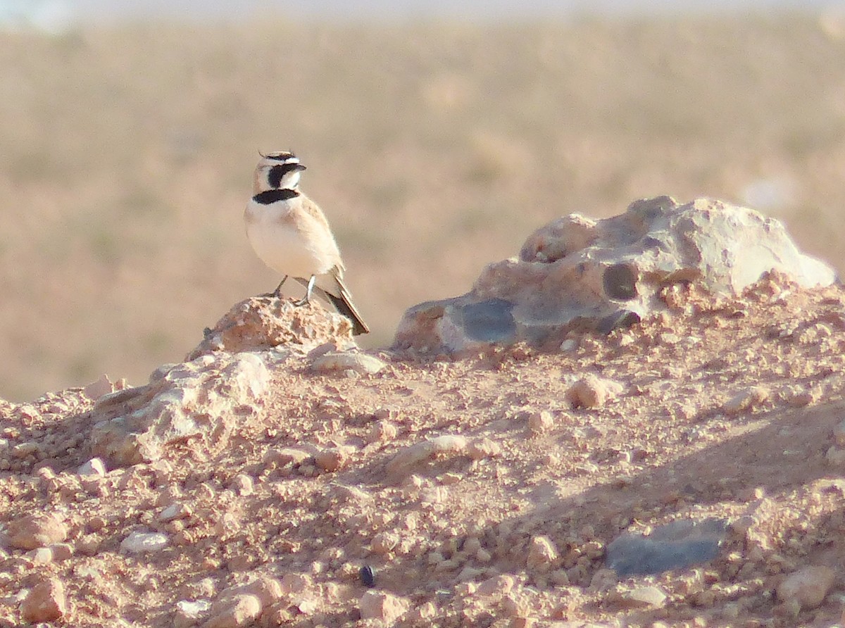 ウスイロハマヒバリ - ML645544866