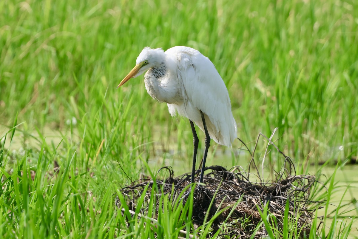 Great Egret - ML645544880