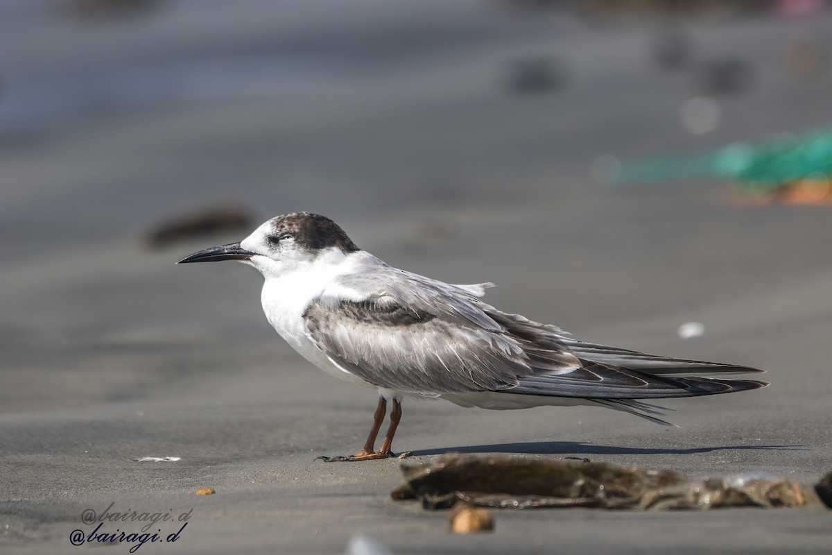燕鷗(hirundo/tibetana) - ML645544881