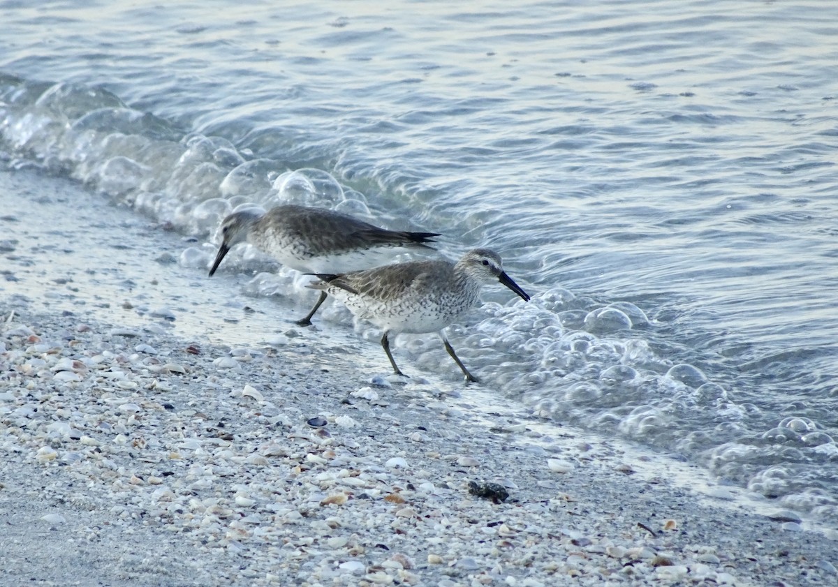 jespák rezavý - ML645544883