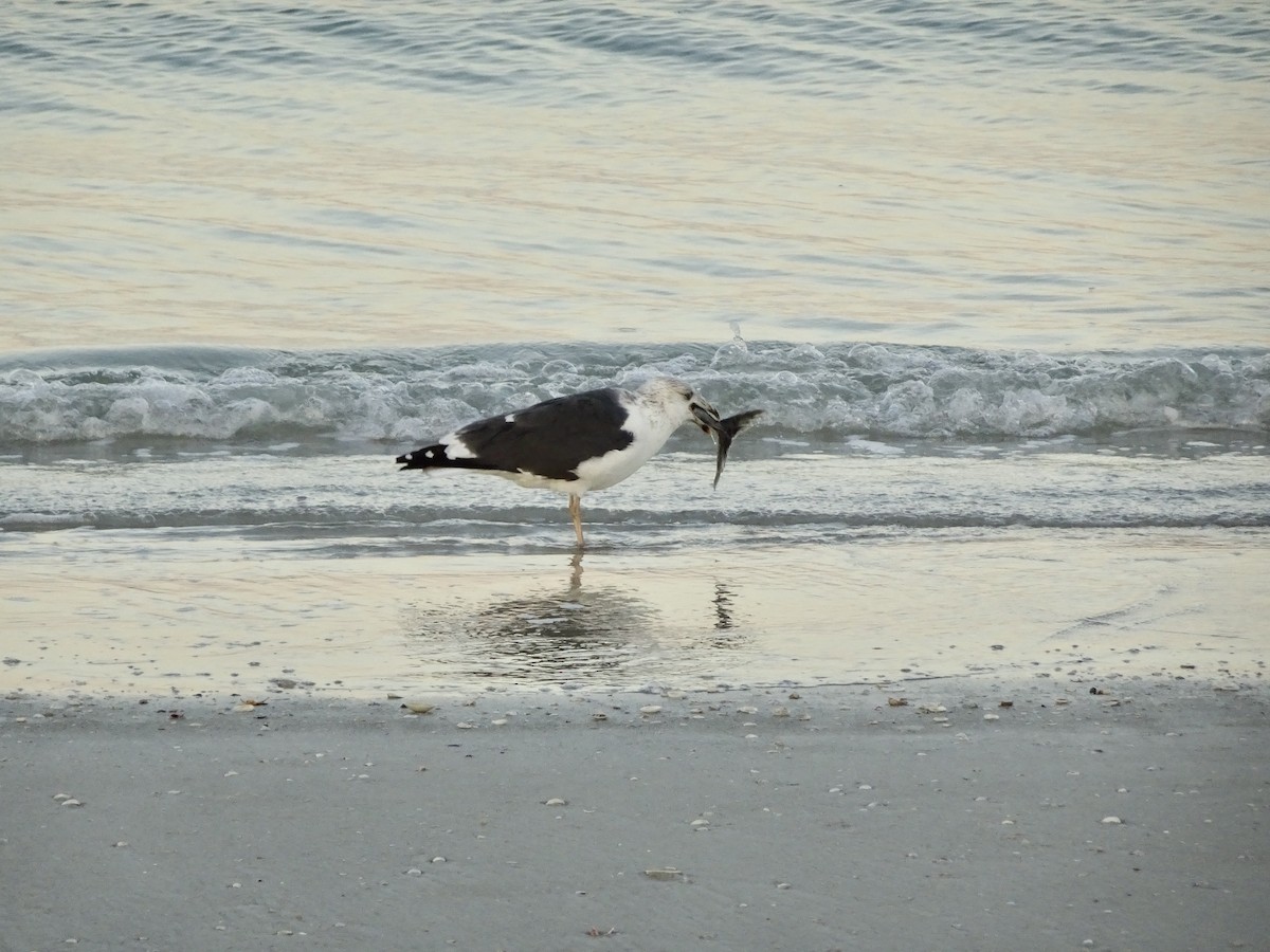 Lesser Black-backed Gull - ML645544889