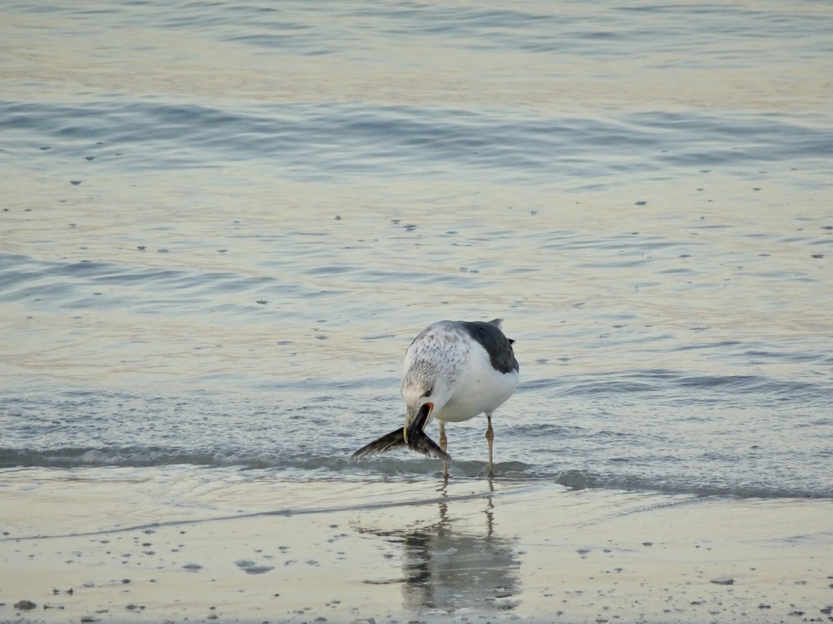 Lesser Black-backed Gull - ML645544890