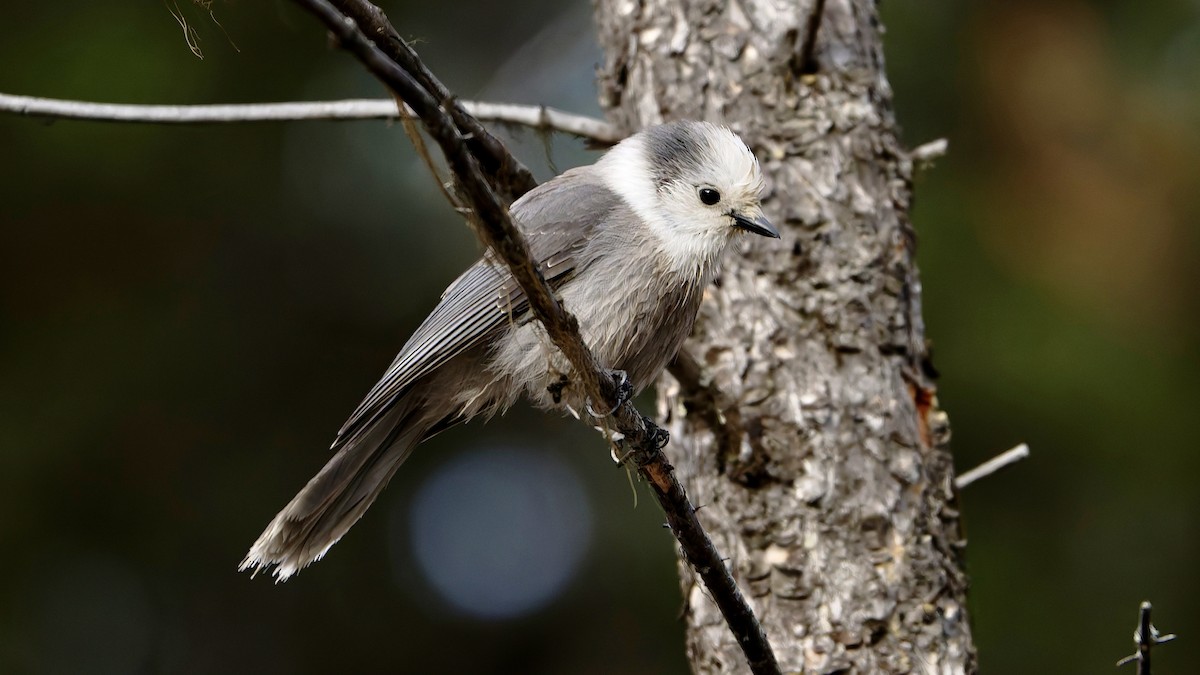Canada Jay - ML645544894