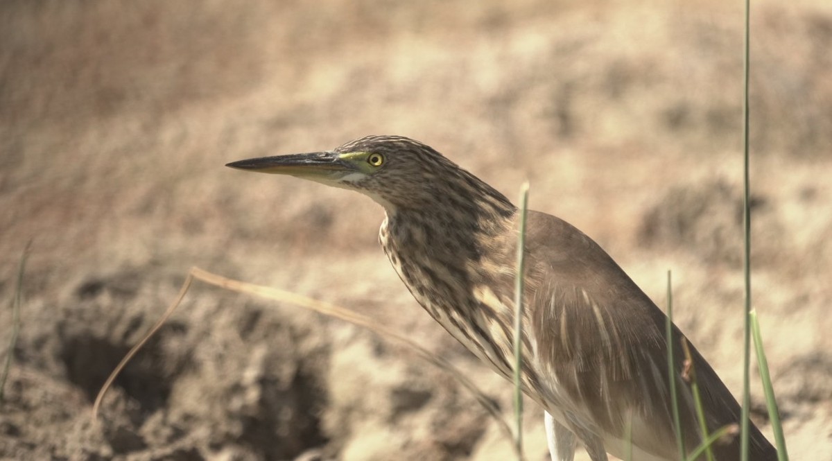 Indian Pond-Heron - ML645544901