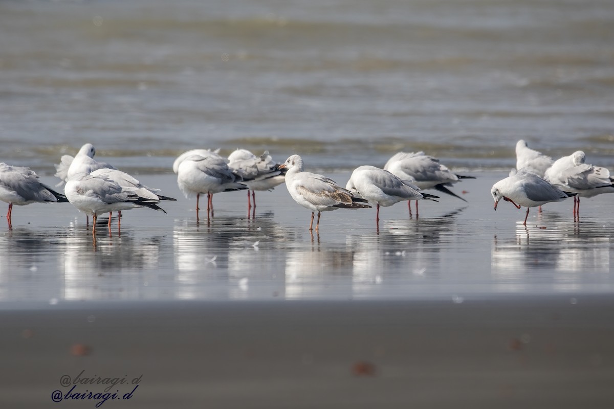 racek hnědohlavý - ML645544908