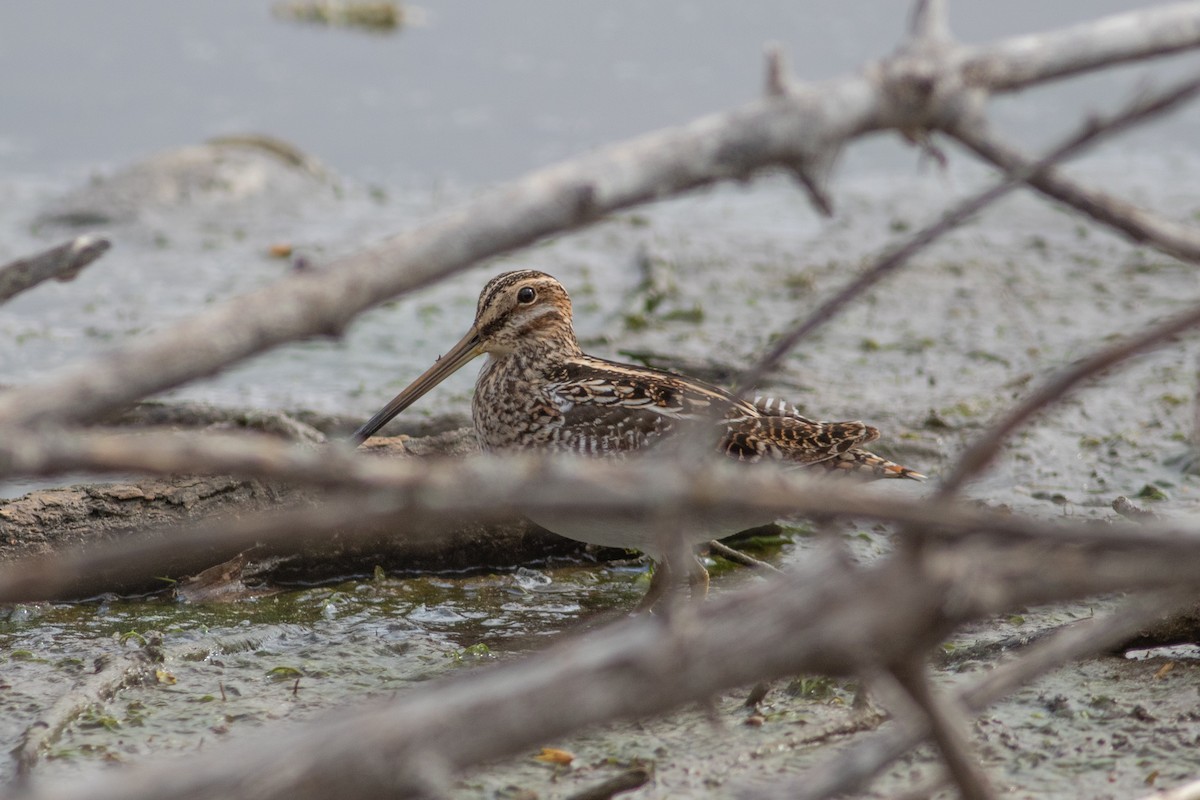 Wilson's Snipe - ML645544922