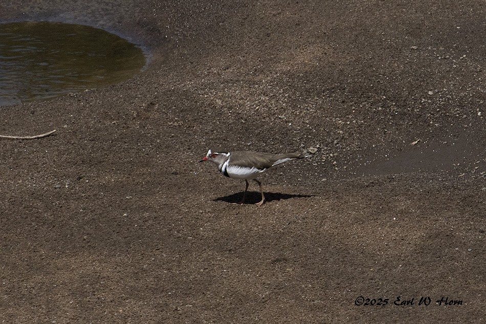 Chorlitejo Tricollar - ML645544925
