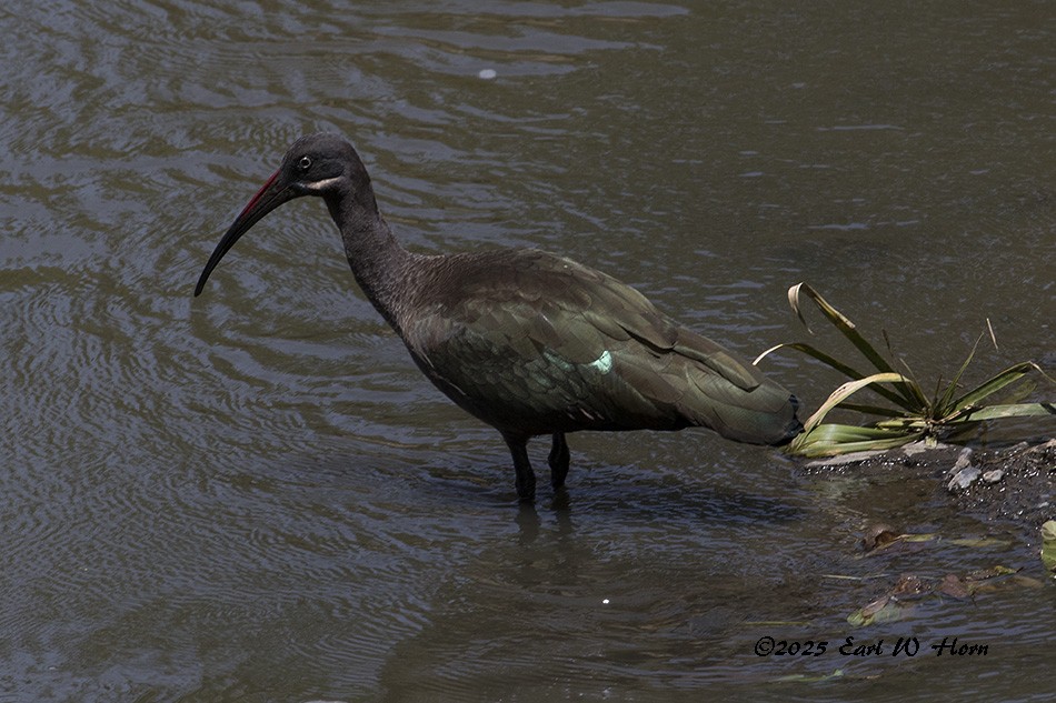 Hadada Ibis - ML645544930