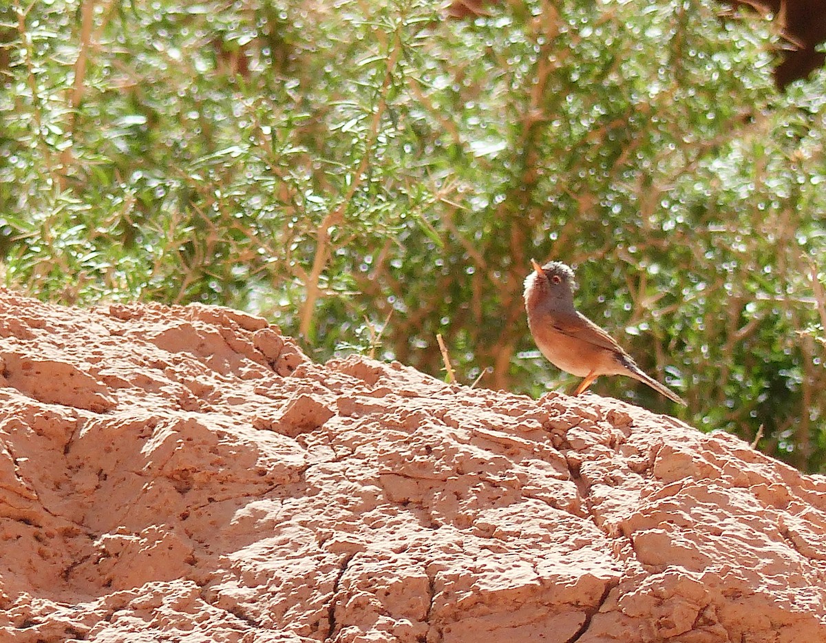 チャバラムシクイ - ML645544938