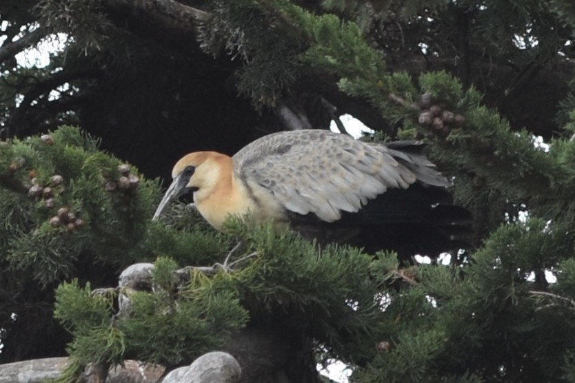 Black-faced Ibis - ML645544957
