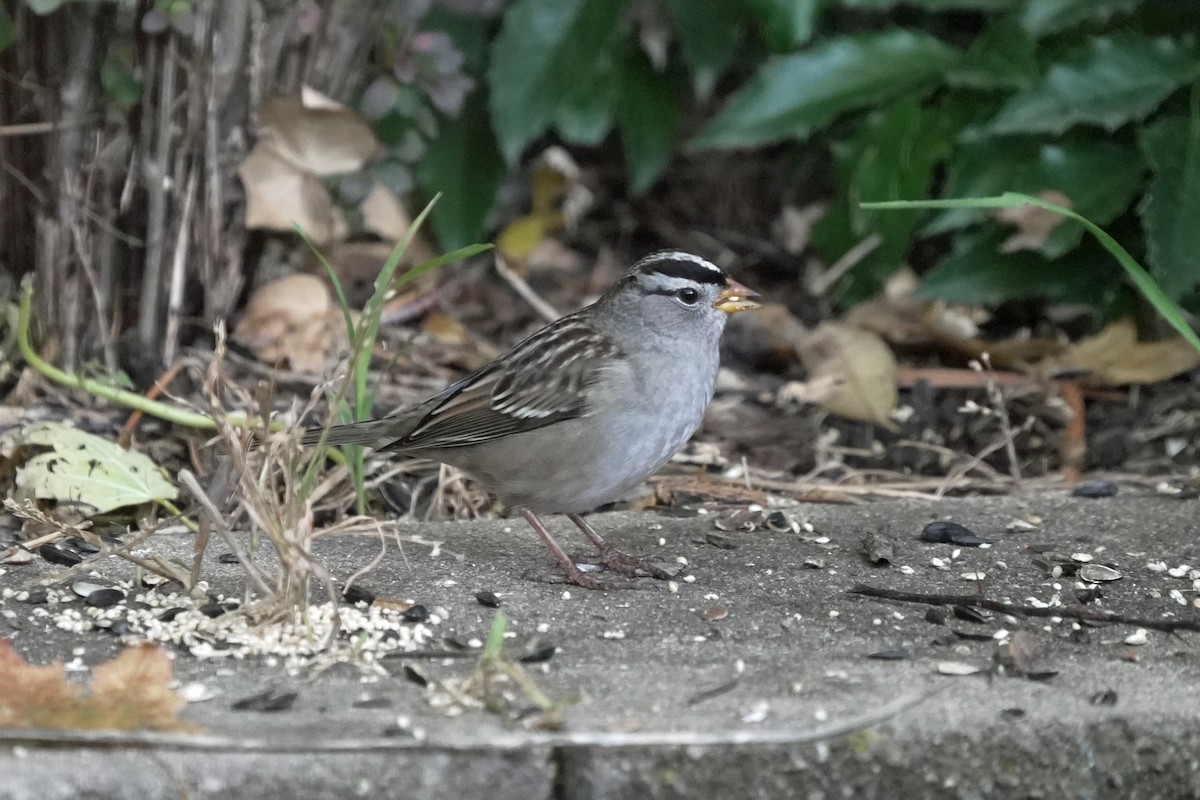 hvitkronespurv - ML645544961