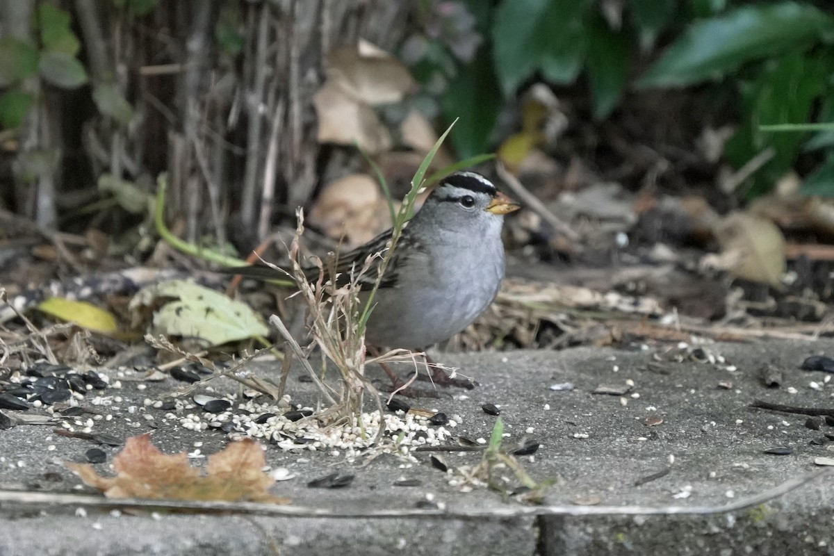 hvitkronespurv - ML645544962