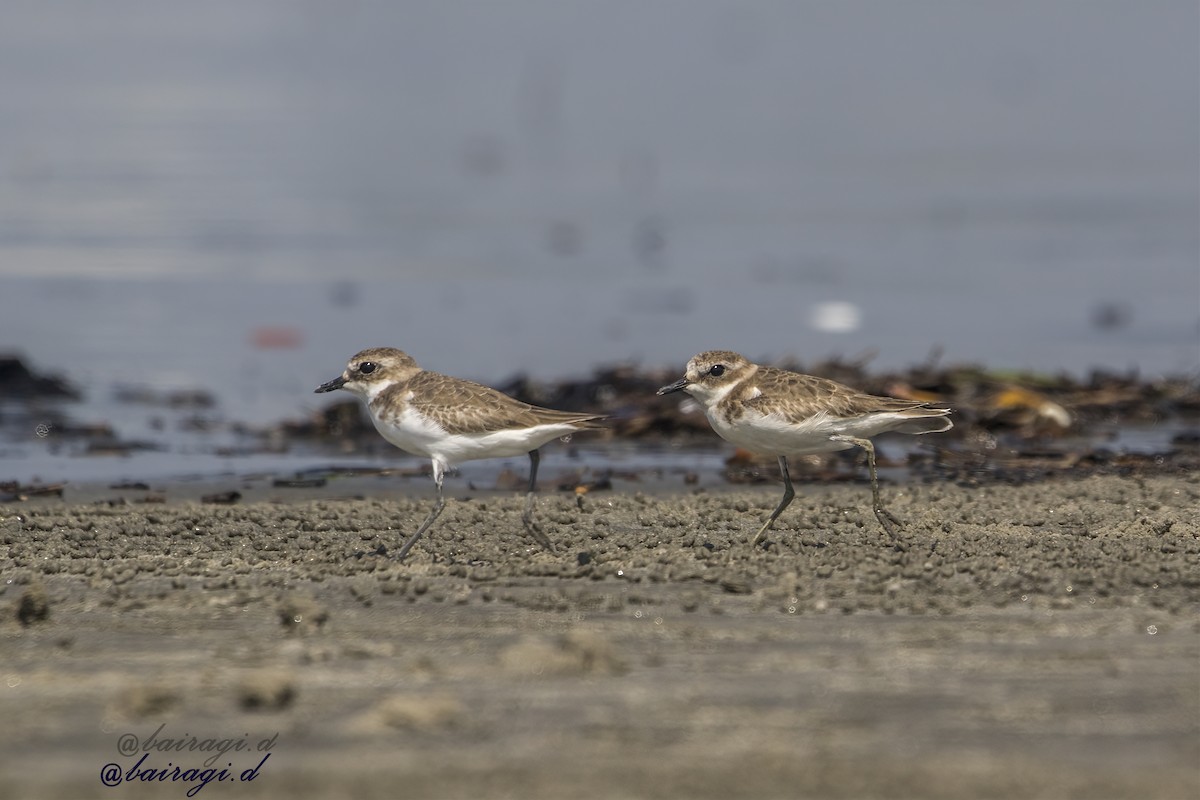 Tibet Cılıbıtı - ML645544965