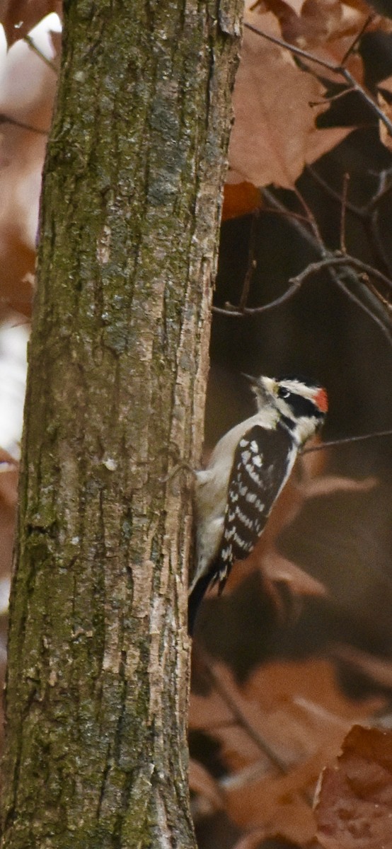 Downy Woodpecker - ML645544968
