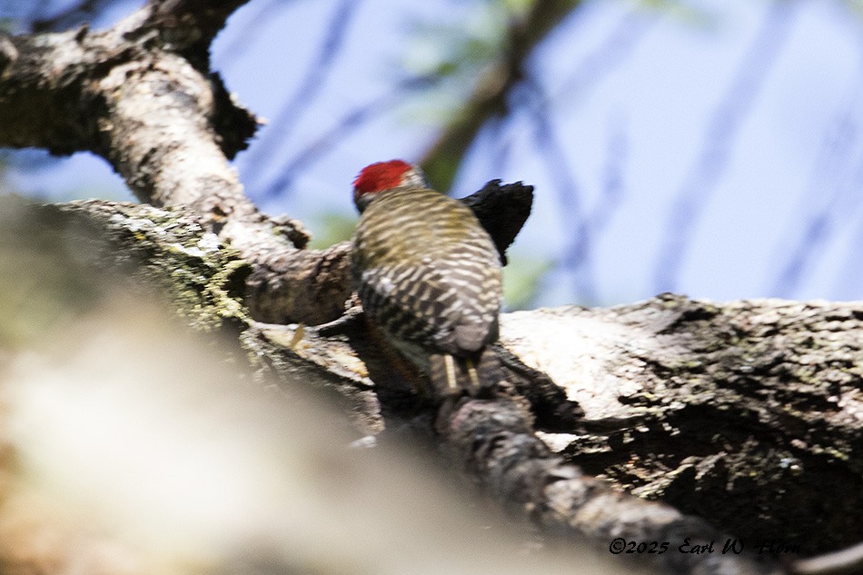 Pito Cardenal - ML645544977