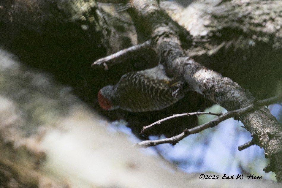 Pito Cardenal - ML645544978