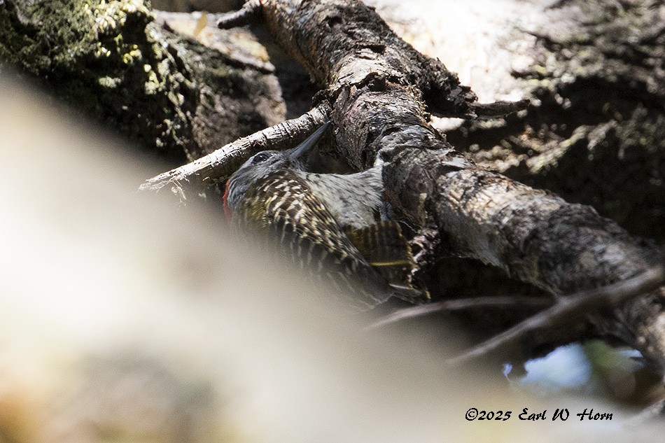 Pito Cardenal - ML645544979