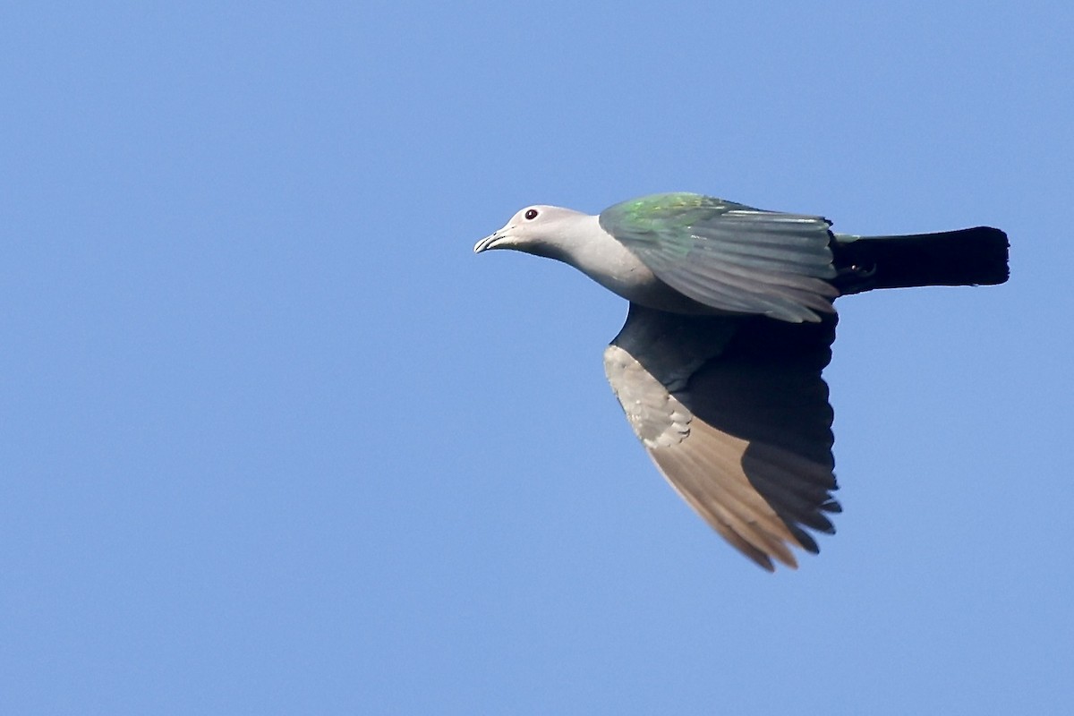 bronsekeiserdue - ML645544986