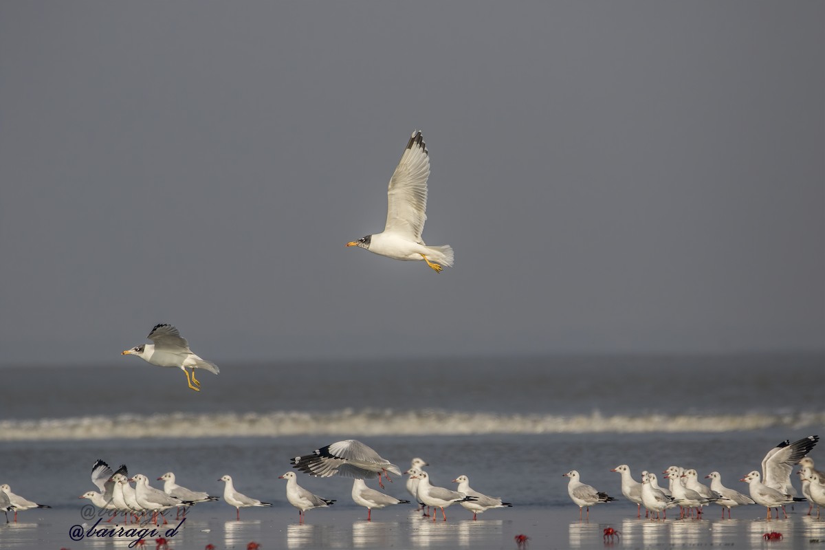 racek hnědohlavý - ML645544988