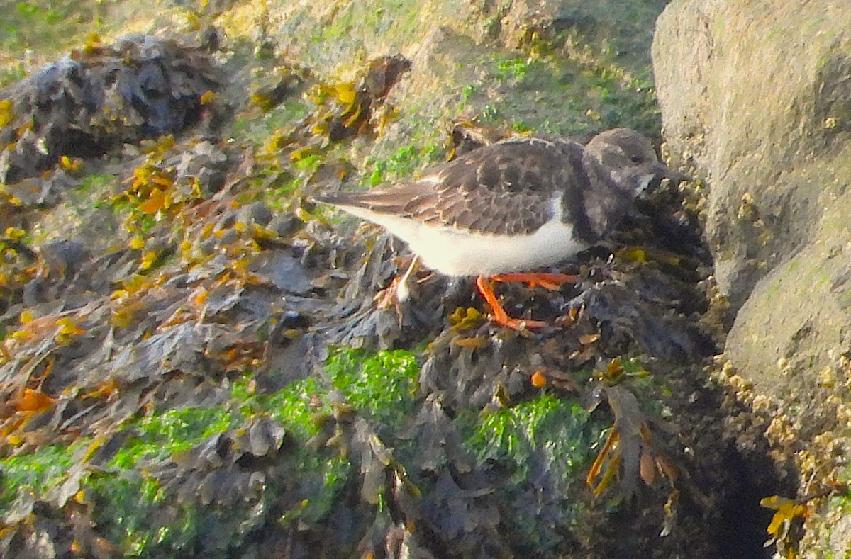 Ruddy Turnstone - ML645544989