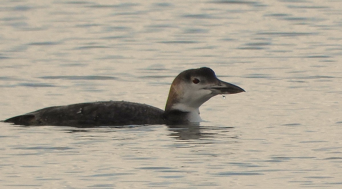 Common Loon - ML645544995
