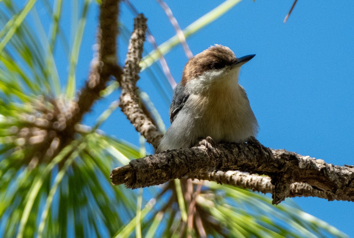 Sittelle à tête brune - ML645544997