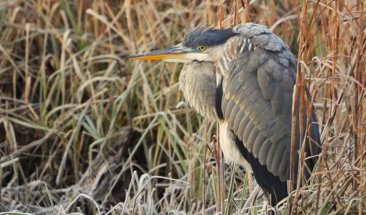 Great Blue Heron - ML645544999
