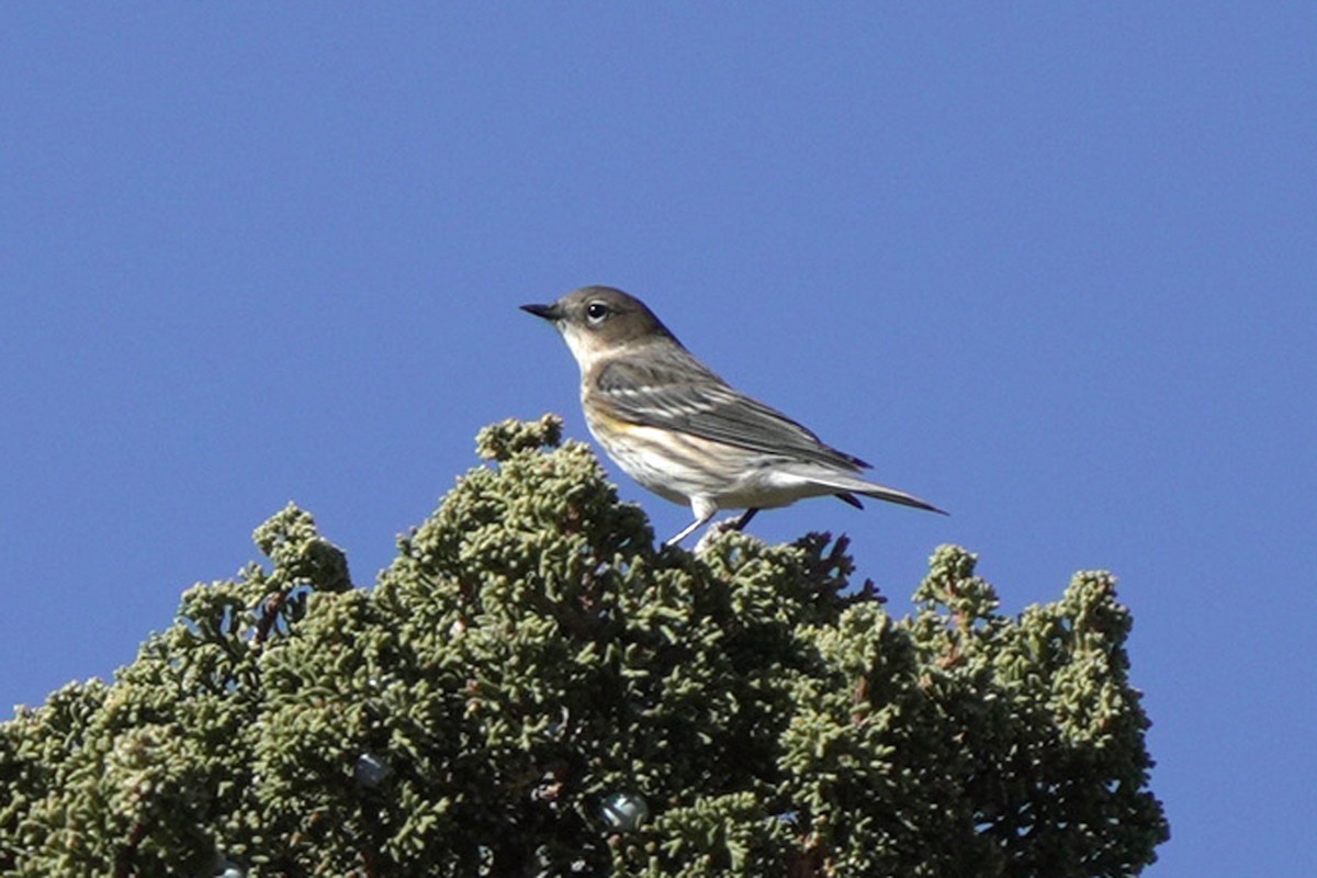 myrteparula (coronata) - ML645545005