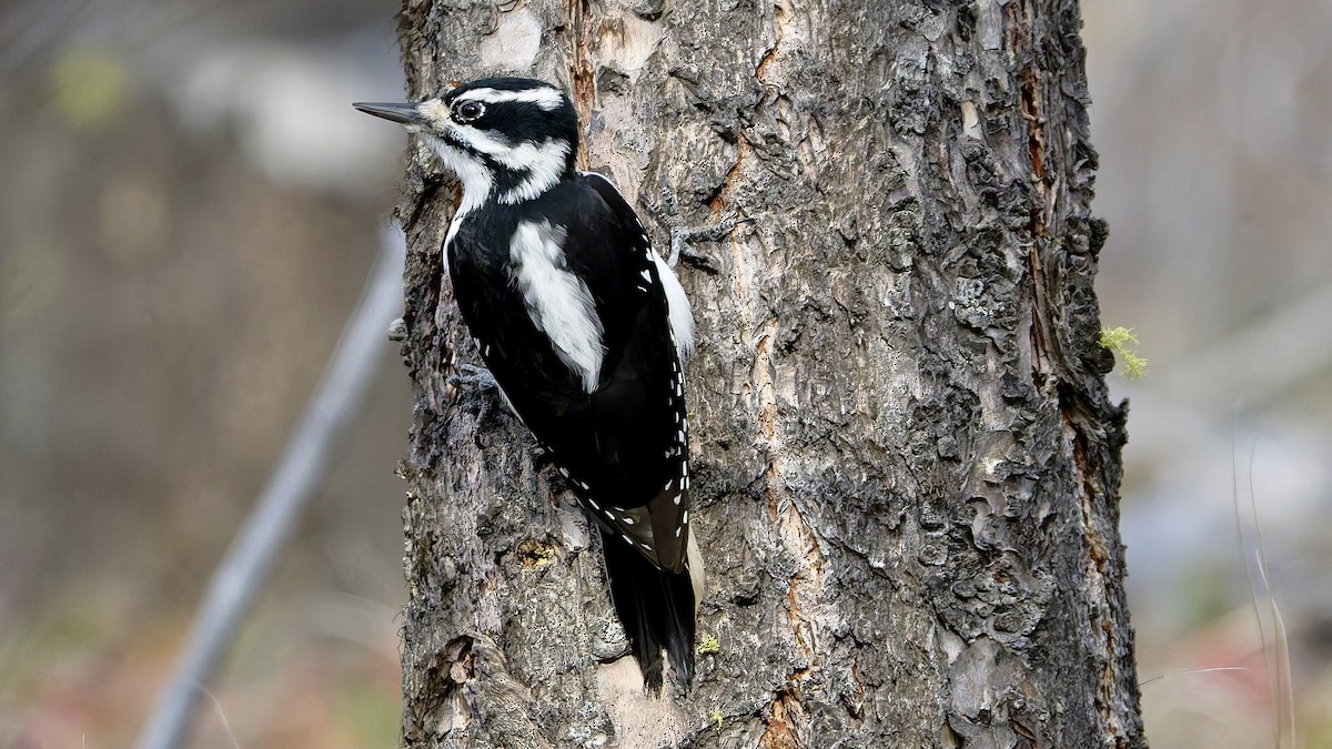 Hairy Woodpecker - ML645545019