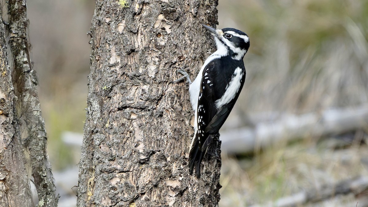 Hairy Woodpecker - ML645545020