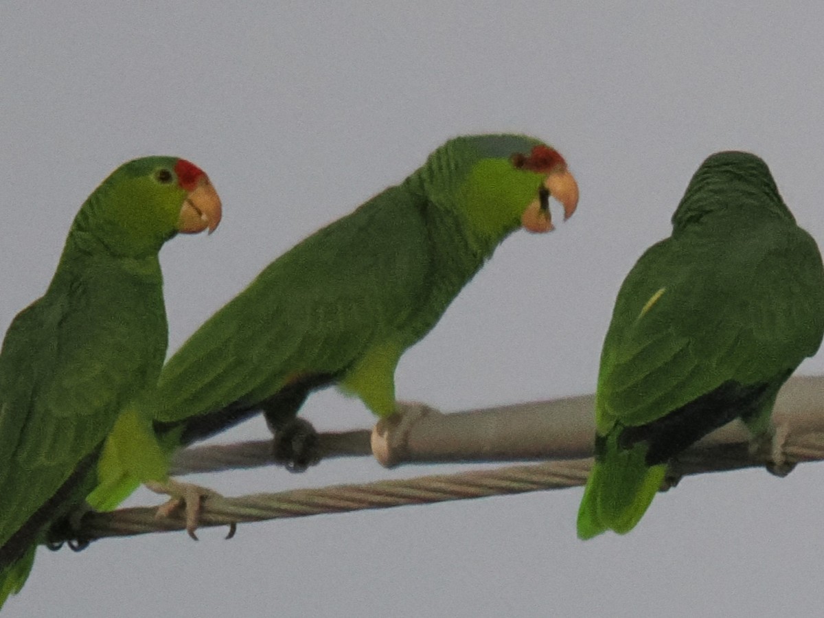 Lilac-crowned Amazon - ML645545041