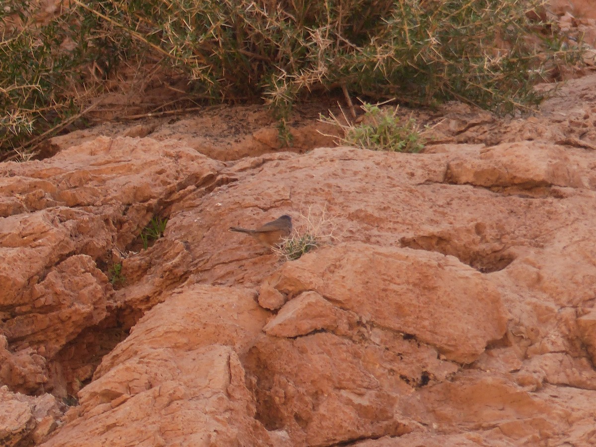 チャバラムシクイ - ML645545048