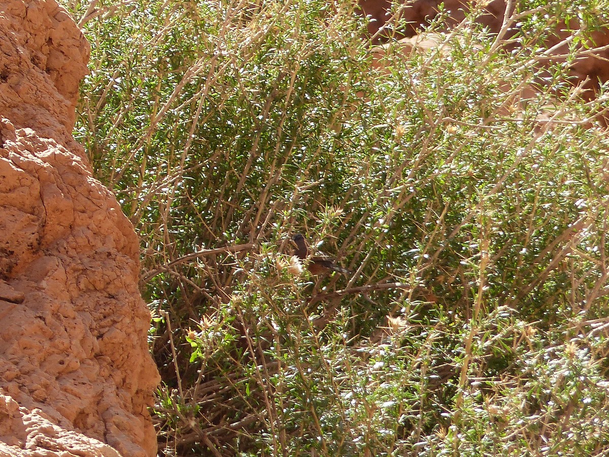 チャバラムシクイ - ML645545049