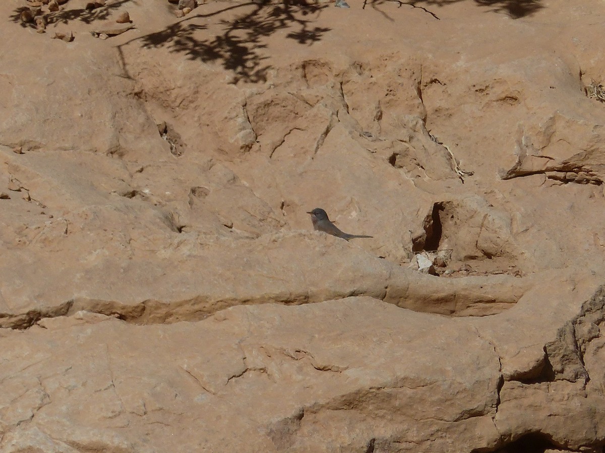 チャバラムシクイ - ML645545050