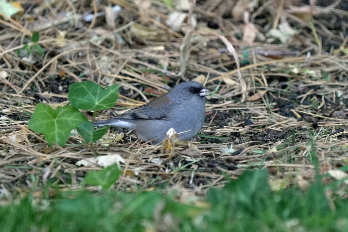 vinterjunko (caniceps) - ML645545052