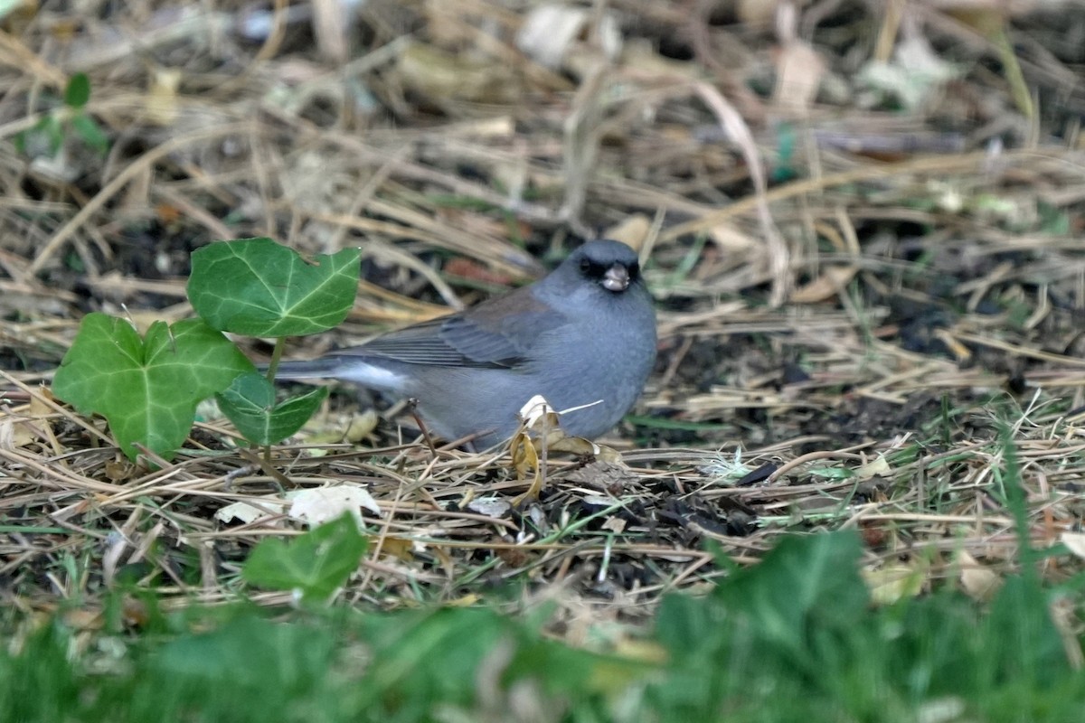 vinterjunko (caniceps) - ML645545053