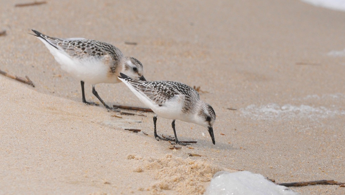 Sanderling - ML645545070