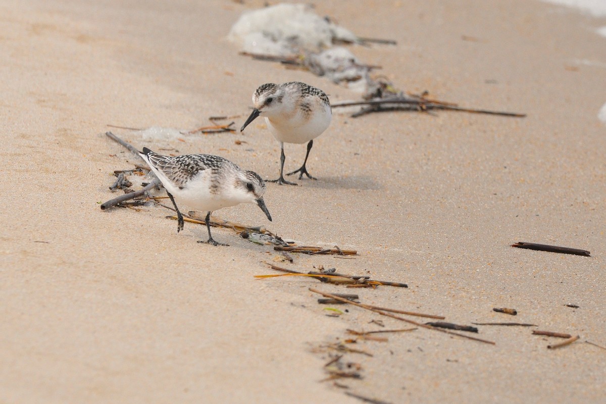 Sanderling - ML645545081