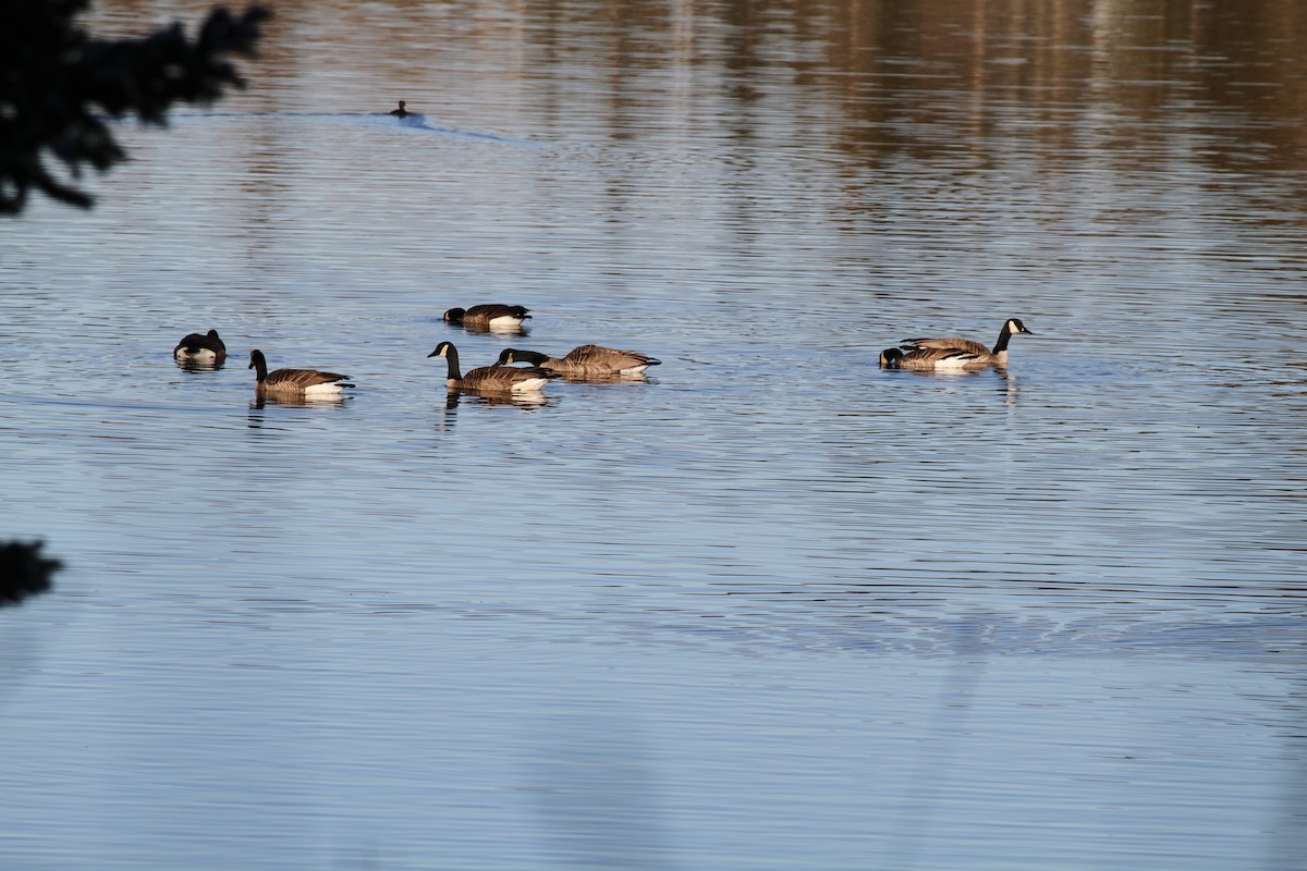 Canada Goose - ML645545091