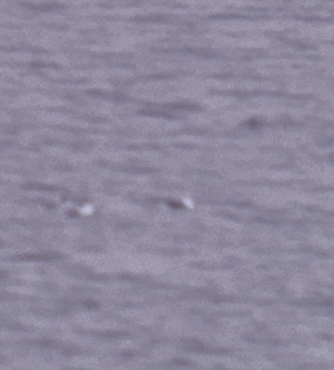 gull sp. - ML645545104