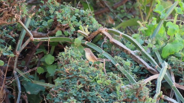 פשוש - ML645545111